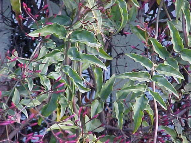 Jasminum polyanthum