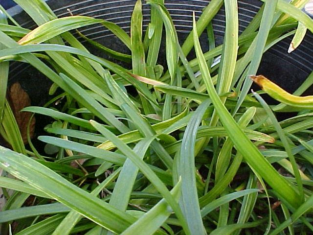 Liriope muscari