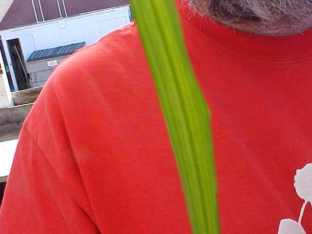 Liriope muscari