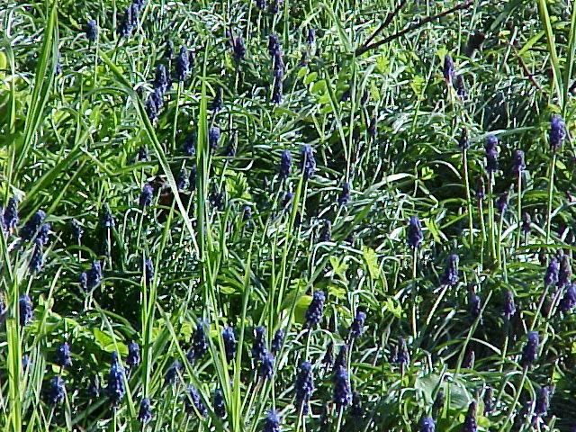 Muscari armeniacum