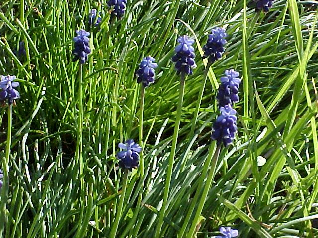 Muscari armeniacum