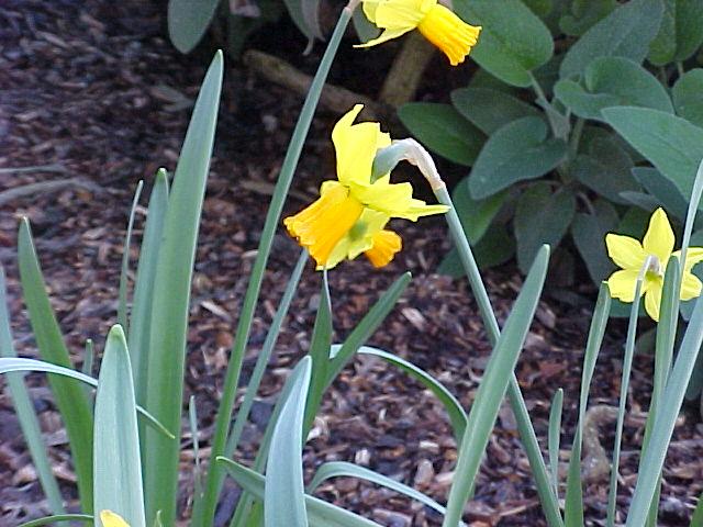 Narcissus pseudonarcissus