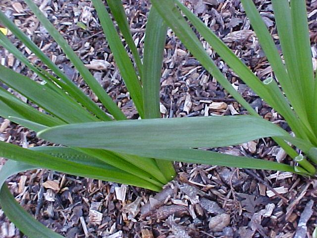 Narcissus pseudonarcissus