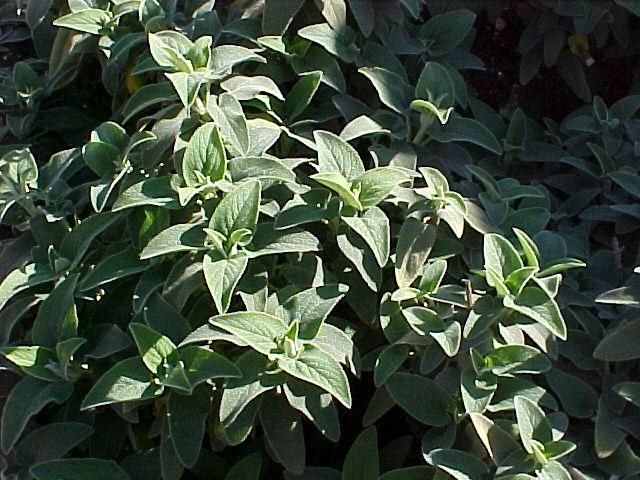Phlomis fruticosa