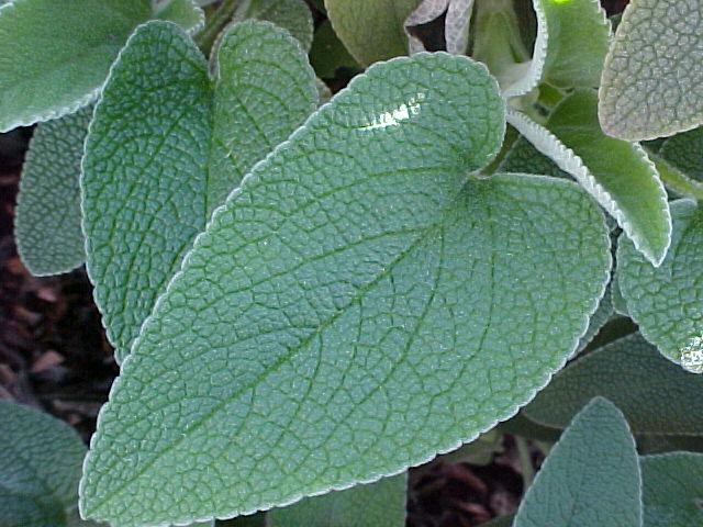 Phlomis fruticosa