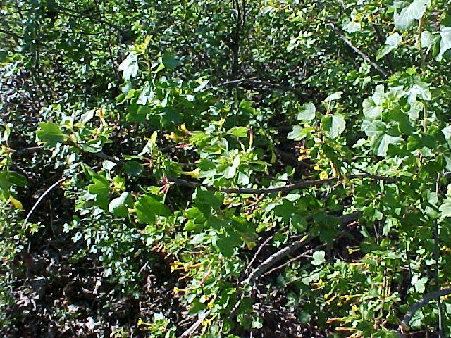 Ribes aureum