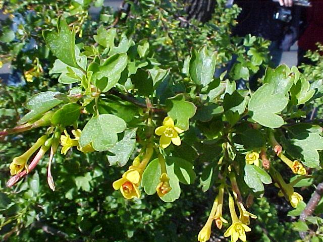 Ribes aureum