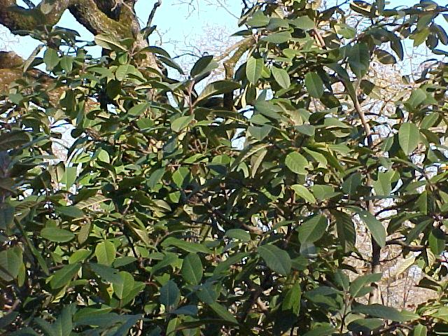 Rhamnus californica 'Eve Case'