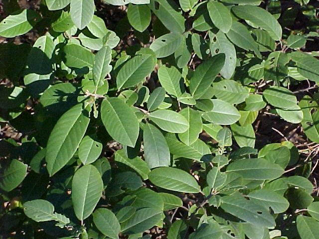 Rhamnus californica 'Eve Case'
