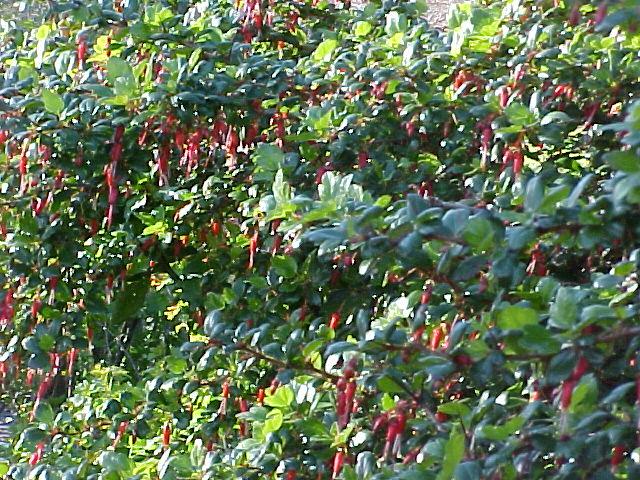 Ribes speciosum