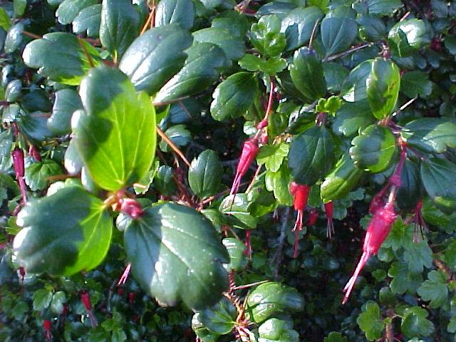 Ribes speciosum