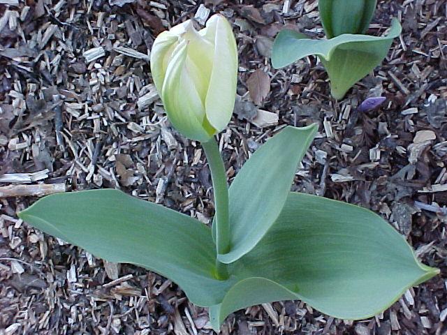 Tulipa hybrid