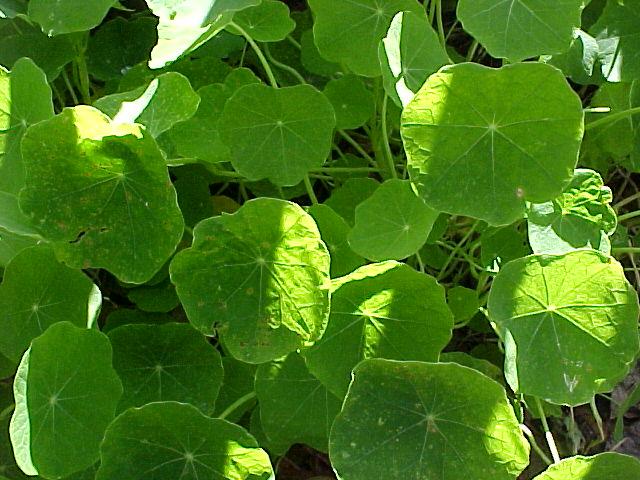 Tropaeolum majus