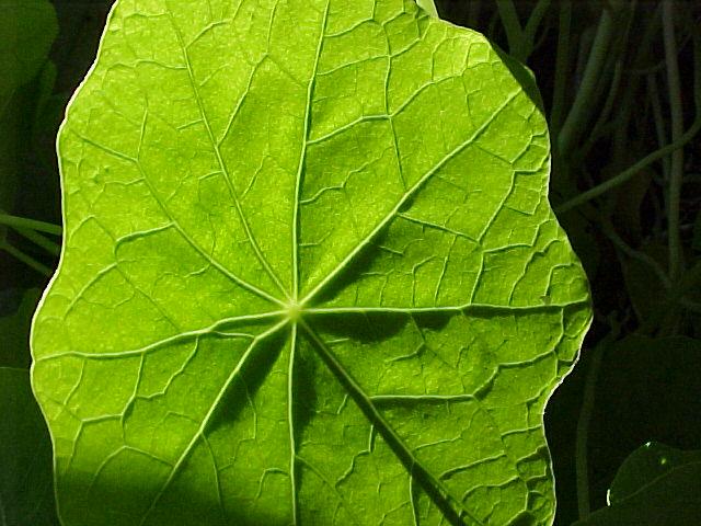 Tropaeolum majus