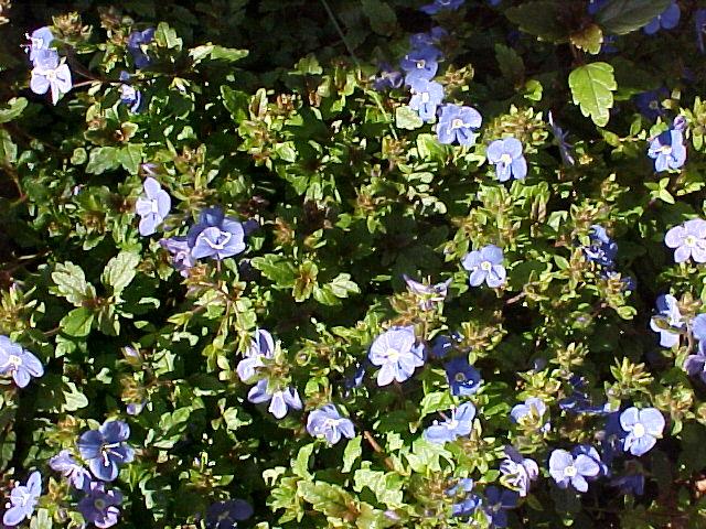 Veronica peduncularis 'Georgia Blue'