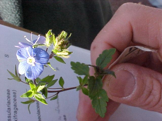 Veronica peduncularis 'Georgia Blue'