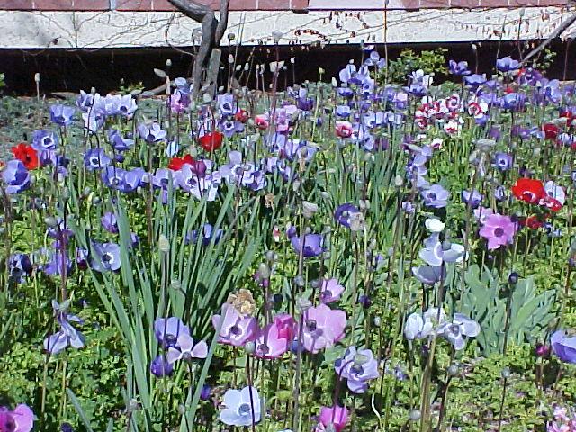 Anemone coronaria