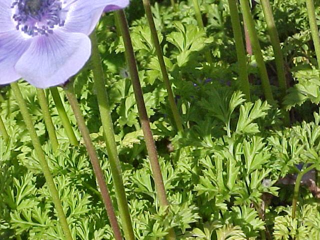 Anemone coronaria