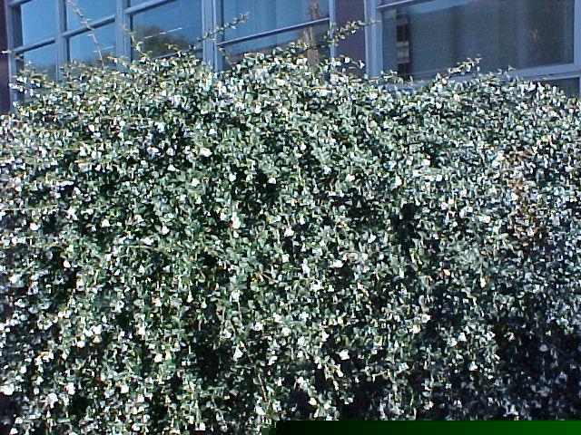 Osmanthus delavayi