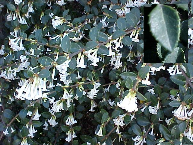 Osmanthus delavayi