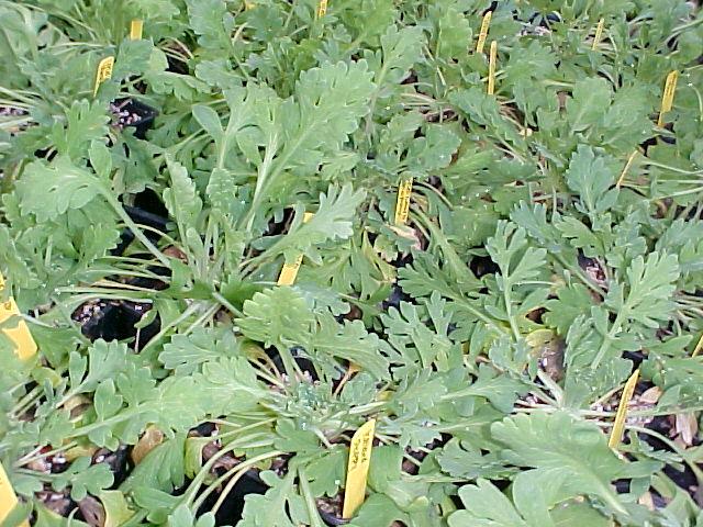 Papaver nudicaule
