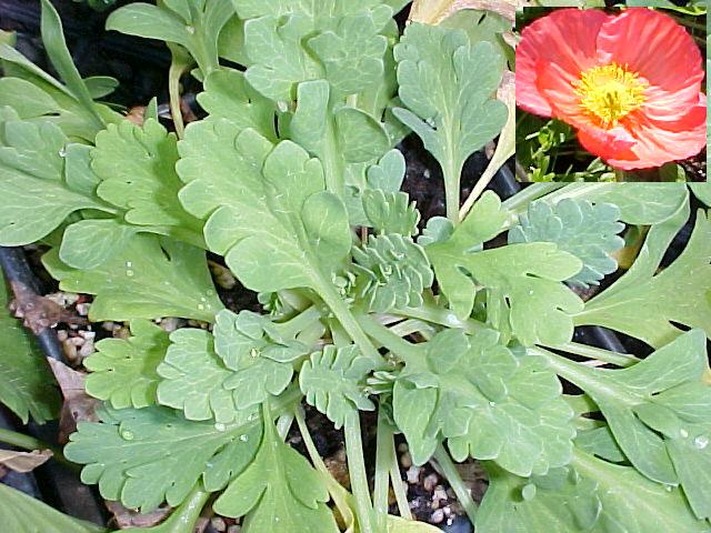 Papaver nudicaule