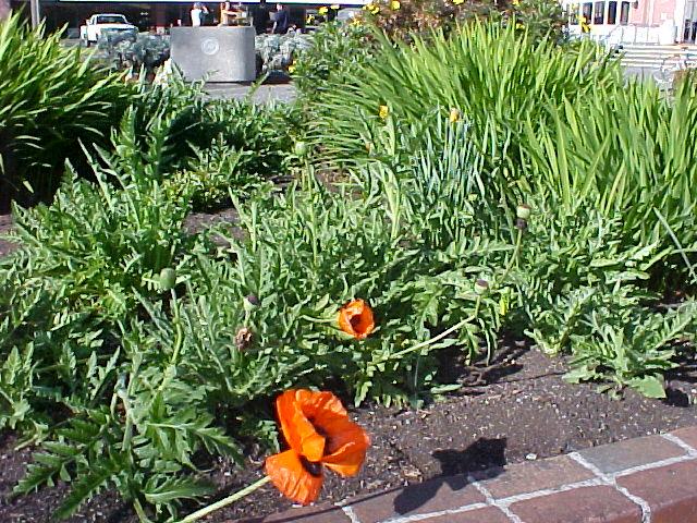 Papaver orientale