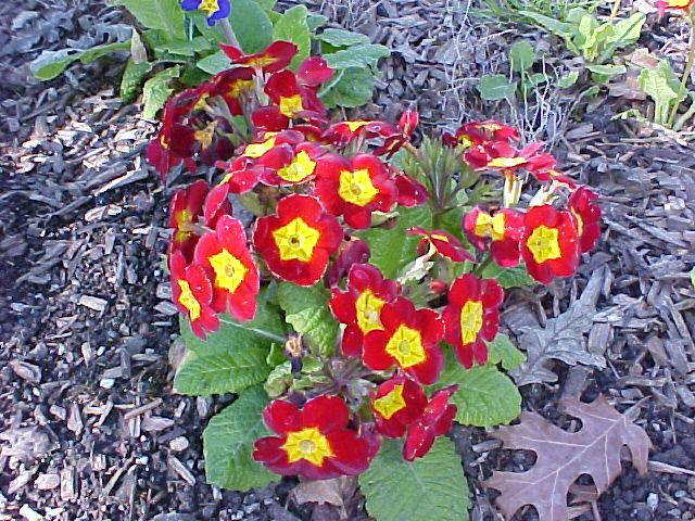 Primula x polyantha