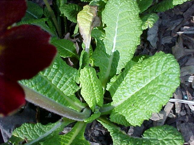 Primula x polyantha