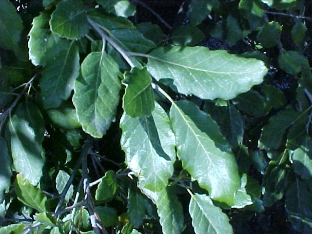 Quercus suber
