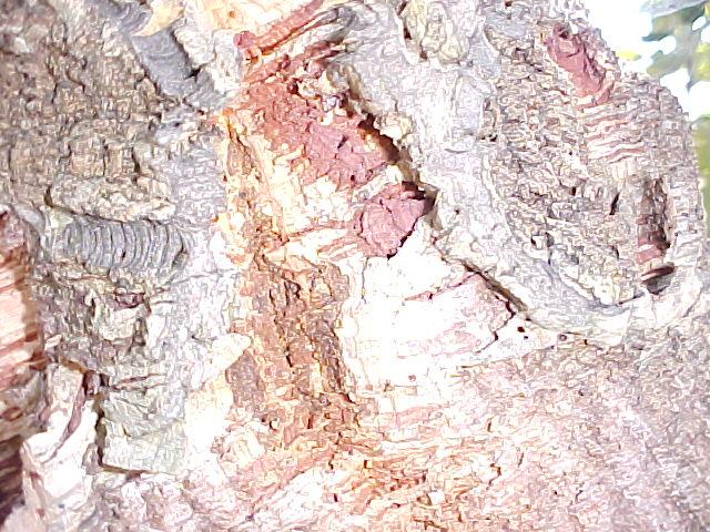 Quercus suber