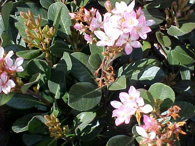 Rhaphiolepis indica