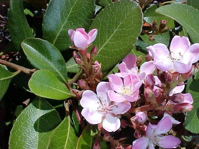 Rhaphiolepis indica