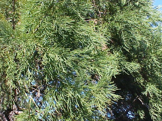 Sequoiadendron giganteum