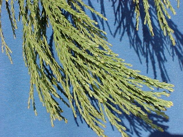 Sequoiadendron giganteum