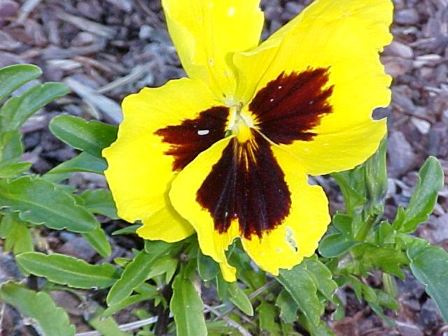 Viola x wittrockiana
