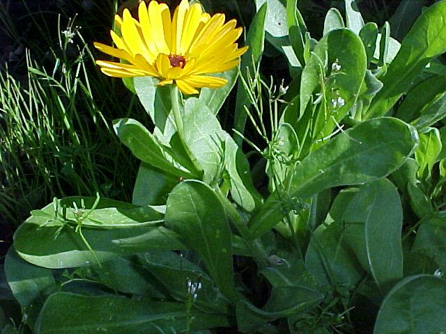 Calendula officinalis