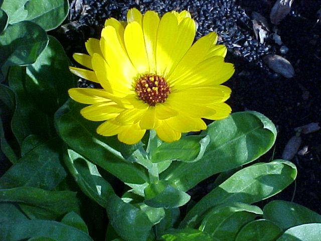 Calendula officinalis