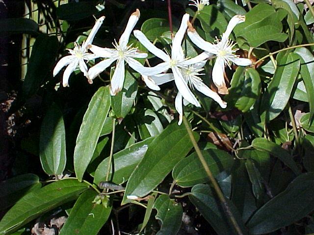 Clematis armandii