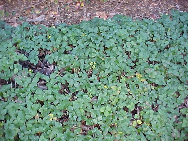 Duchesnea indica
