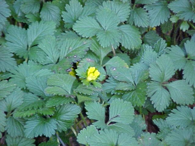 Duchesnea indica