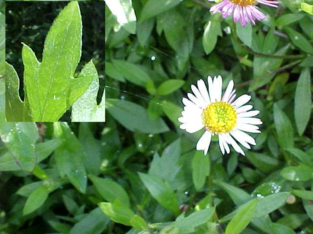 Erigeron karvinskianus