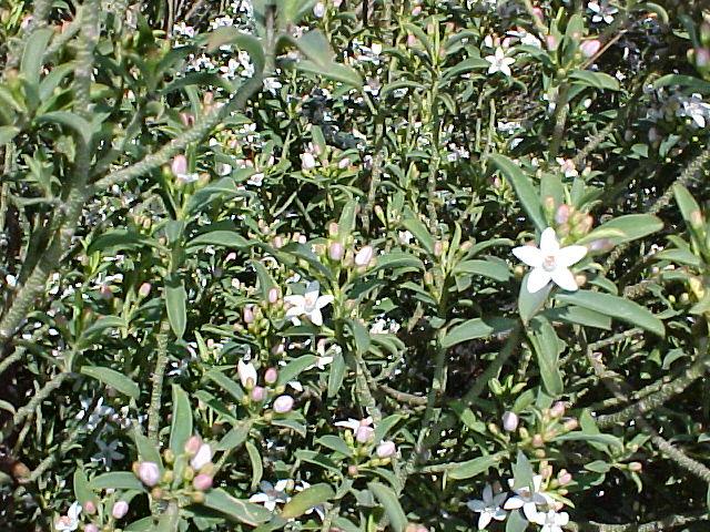 Eriostemon myoporoides