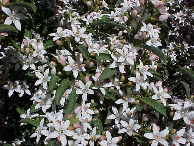 Eriostemon myoporoides