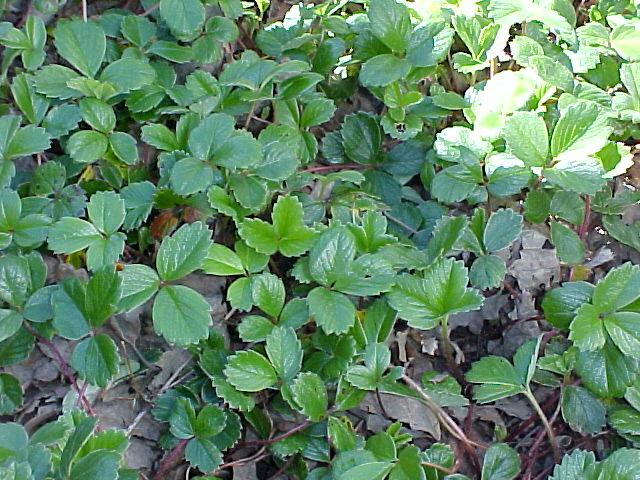 Fragaria chiloensis