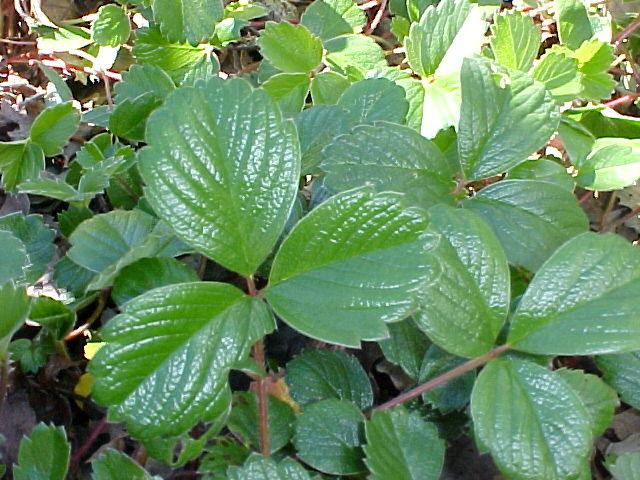 Fragaria chiloensis