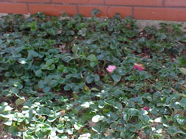 Fragaria 'Pink Panda'