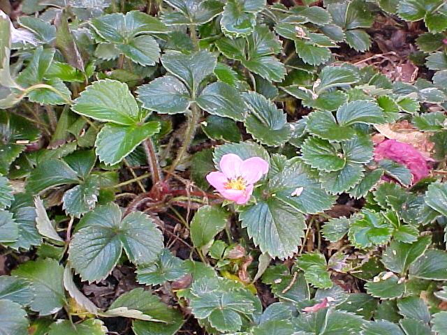 Fragaria 'Pink Panda'