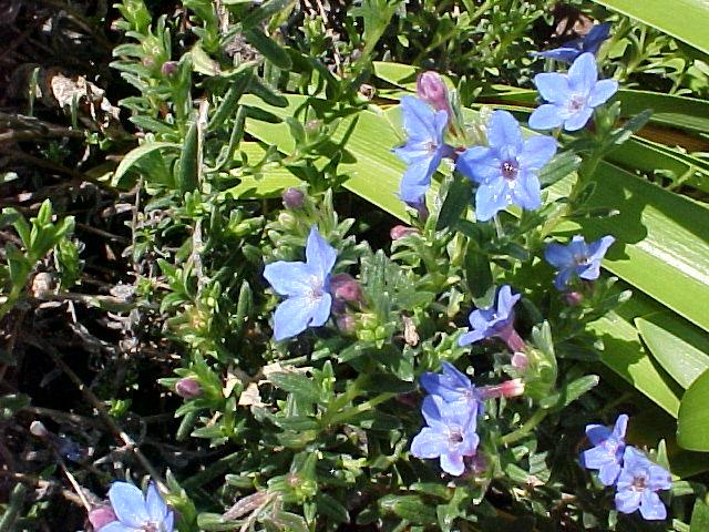 Lithodora diffusa