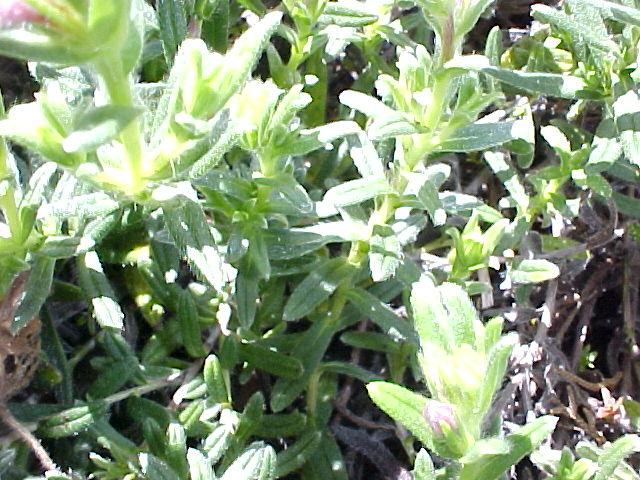 Lithodora diffusa